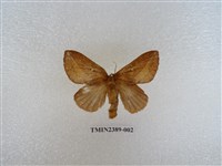 藏品(竹黃枯葉蛾)的圖片